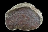 Polished Dinosaur Bone (Gembone) Section - Colorado #96448-1